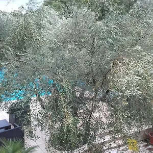 Carolina Tar-Vabriga
